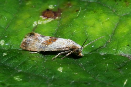Cochylini